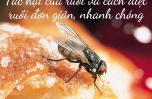 Tác hại của ruồi và cách diệt ruồi đơn giản, nhanh chóng