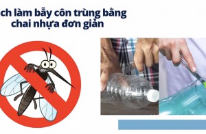 Cách làm bẫy côn trùng bằng chai nhựa đơn giản