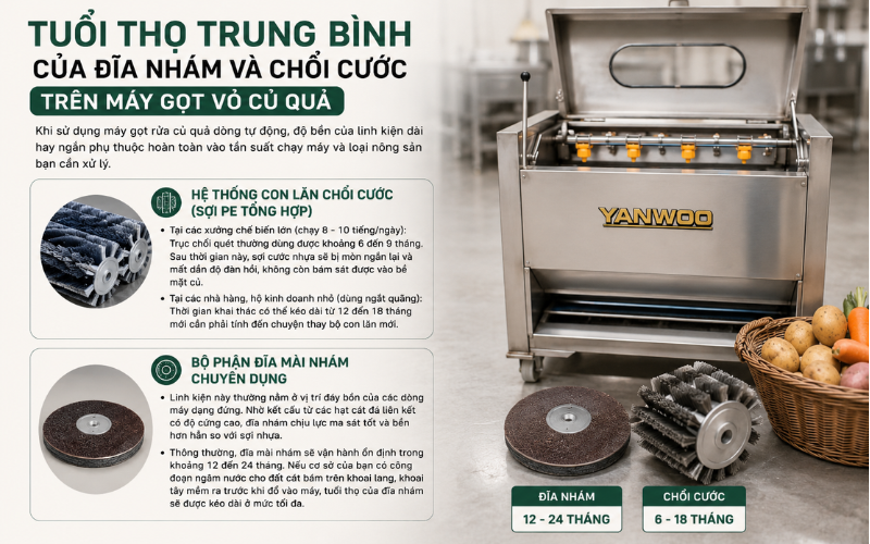 Tuổi thọ trung bình của đĩa nhám và chổi cước trên máy gọt vỏ củ quả