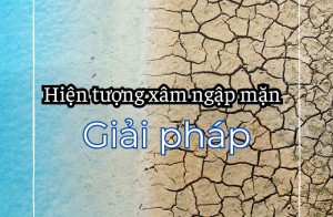 Hiện tượng xâm nhập mặn và giải pháp hiện nay