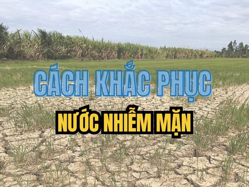 Giải thích vì sao nước ở miền Tây dễ bị nhiễm mặn?