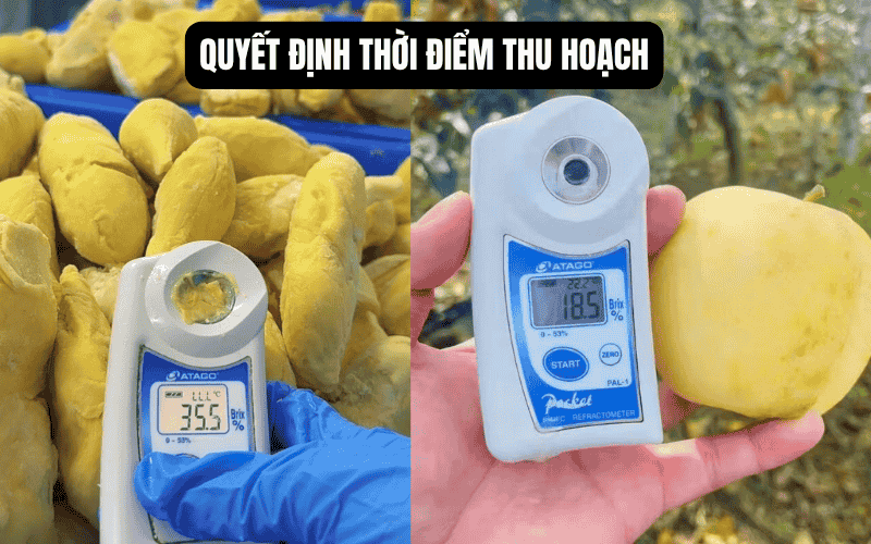 Quyết định thời điểm thu hoạch