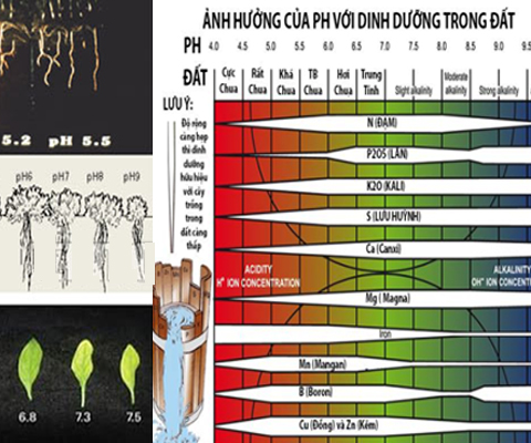 Ảnh hưởng của độ pH đến sự phát triển của cây Thanh Long