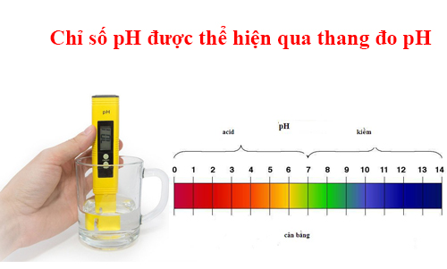 Chỉ số pH được thể hiện qua thang đo độ pH từ 0 đến 14