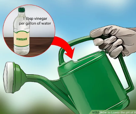 Sử dụng giấm chua để cải thiện lại độ pH trong nước tưới