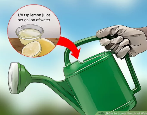Sử dụng quả chanh tươi để cải thiện lại độ pH trong nước tưới