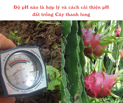 Với cây thanh long độ pH nào là hợp lý và cách cải thiện pH đất
