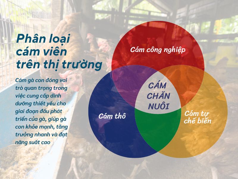 Công thức làm cám già gia tăng hiệu quả chăn nuôi?