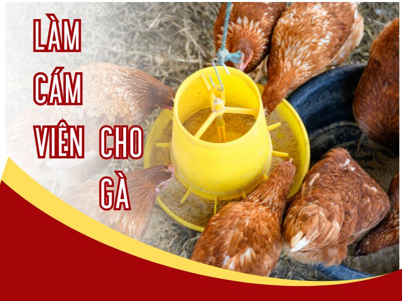 Công thức làm cám già gia tăng hiệu quả chăn nuôi?