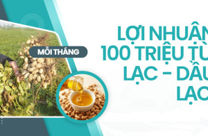 Lợi nhuận 100 triệu từ lạc - dầu lạc mỗi tháng