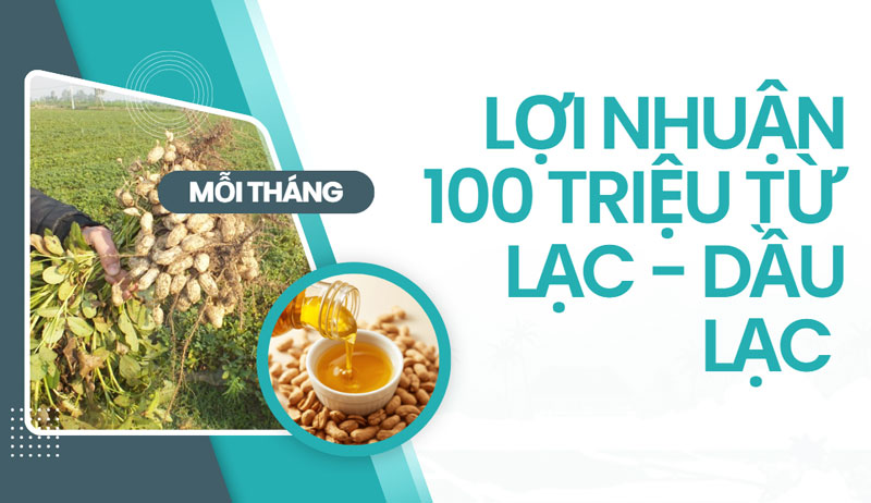 Lợi nhuận 100 triệu từ lạc - dầu lạc mỗi tháng